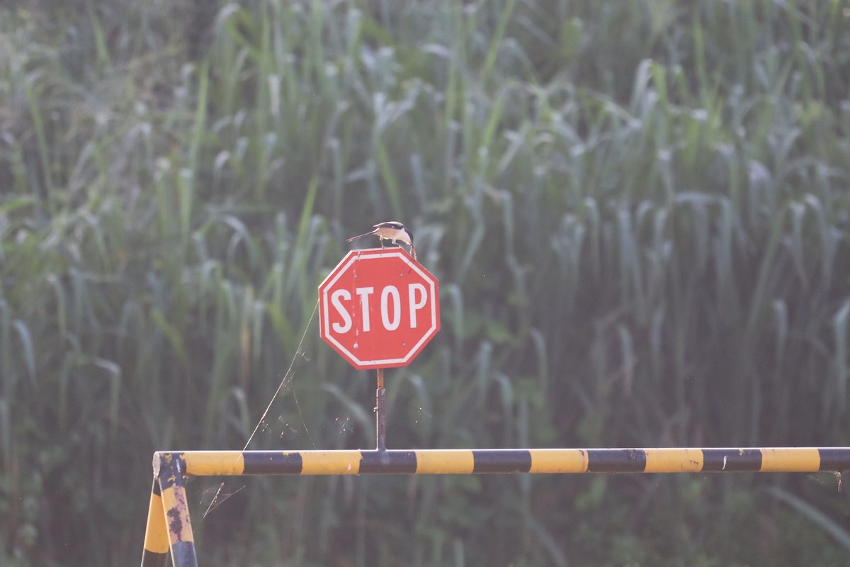 Long-tailed Shrike - ML646163165