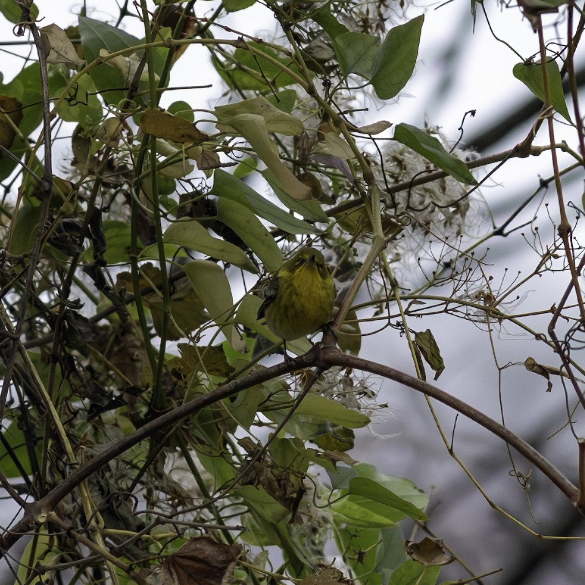 סבכון אורנים - ML646163166