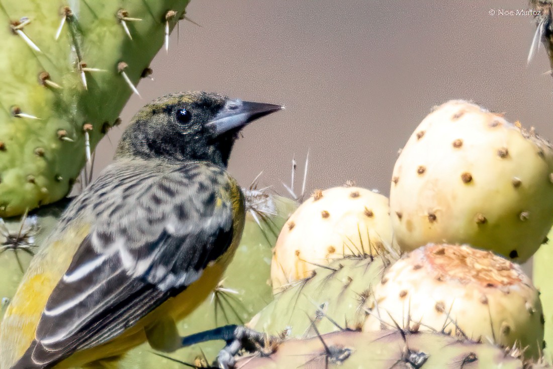 Scott's Oriole - ML646163167