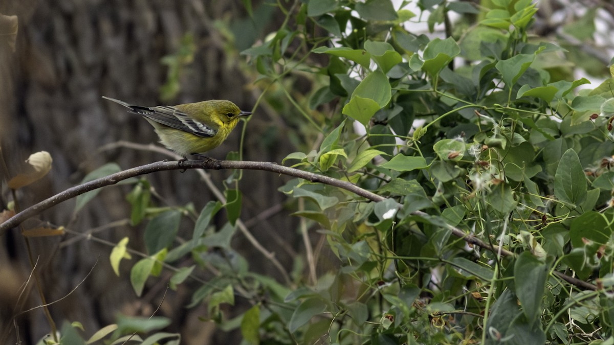 סבכון אורנים - ML646163168