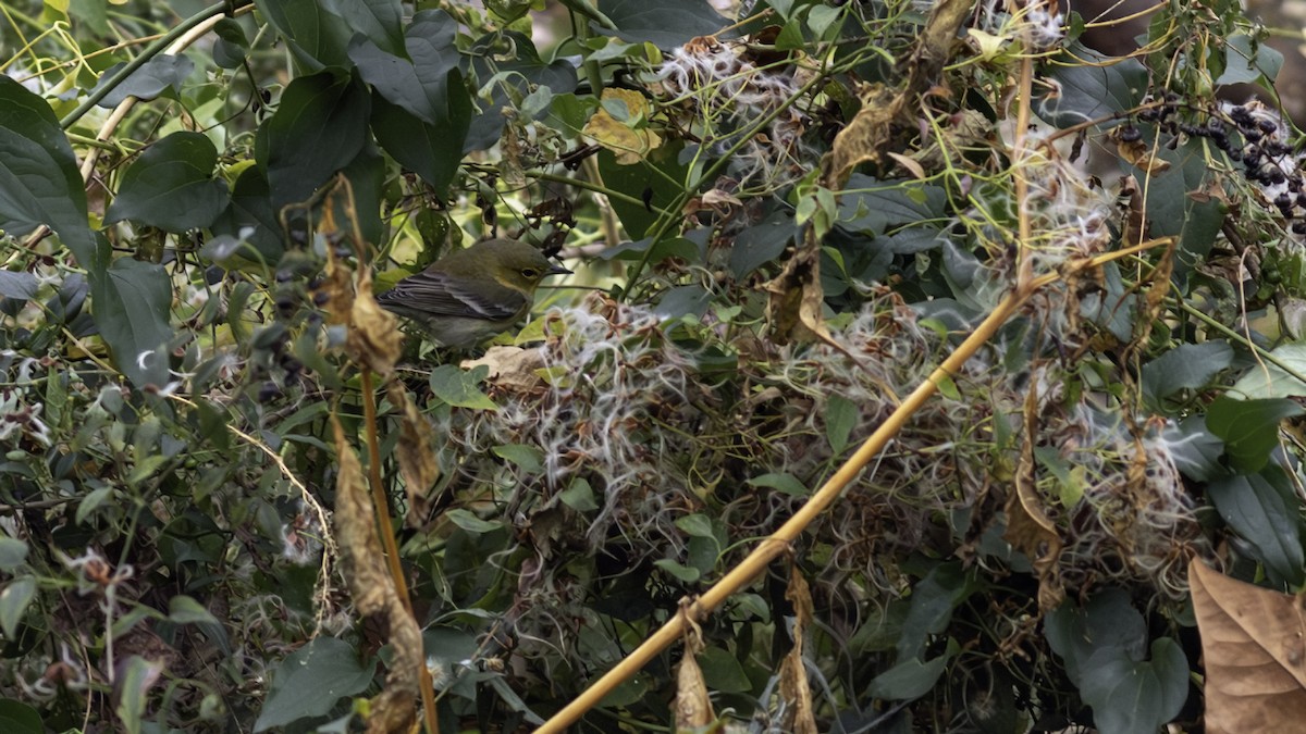 סבכון אורנים - ML646163170