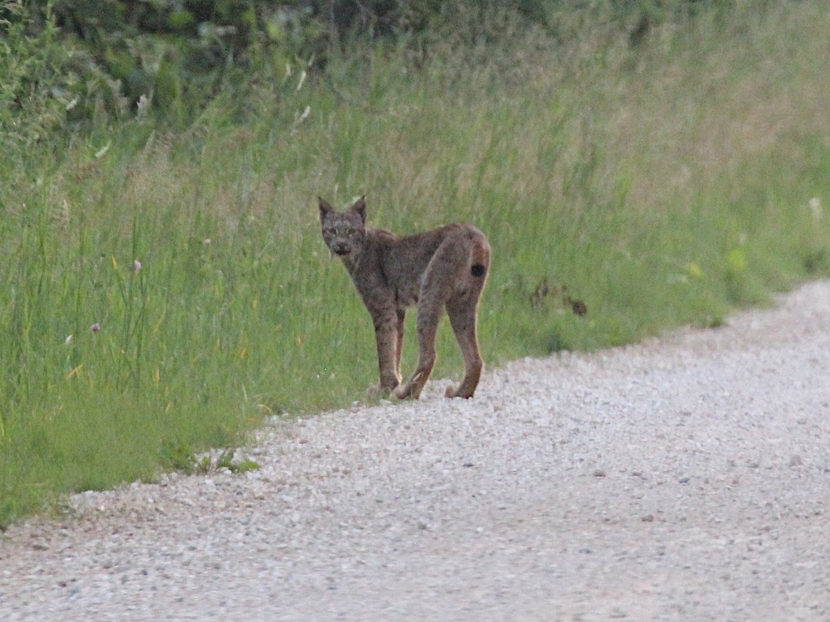 Canada Lynx - ML646163171