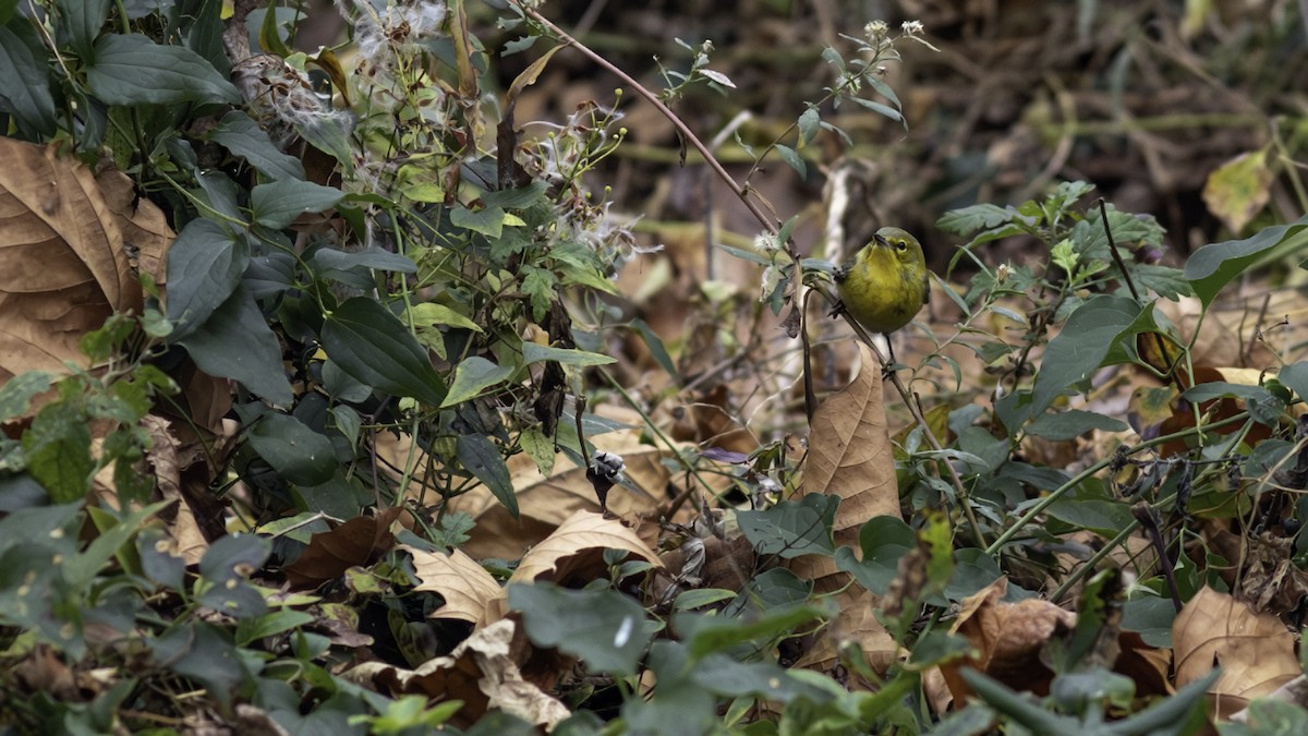 סבכון אורנים - ML646163172