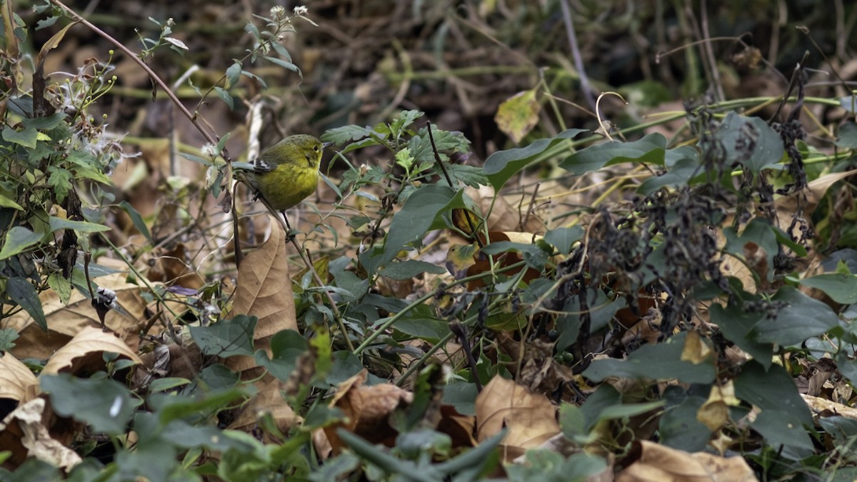 סבכון אורנים - ML646163174