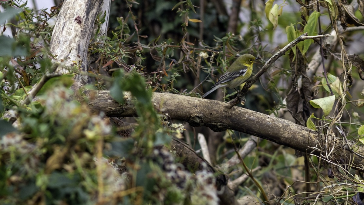 סבכון אורנים - ML646163178