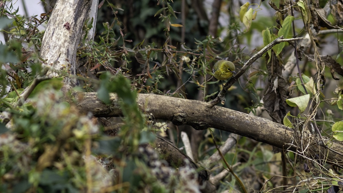 סבכון אורנים - ML646163183