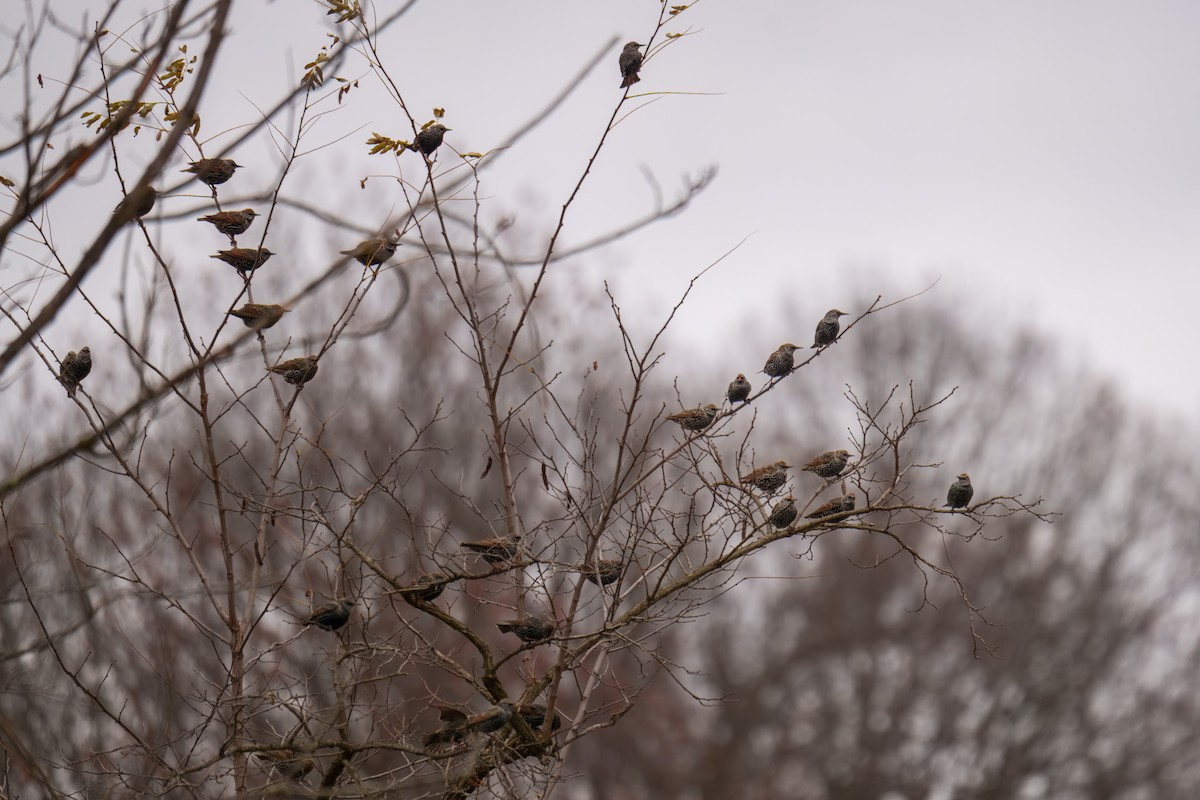 Шпак звичайний - ML646163185