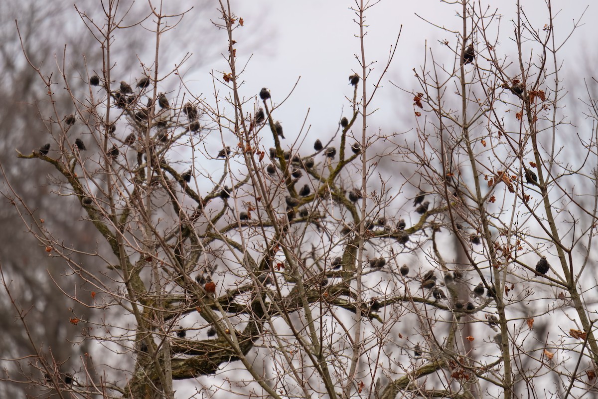 Шпак звичайний - ML646163187