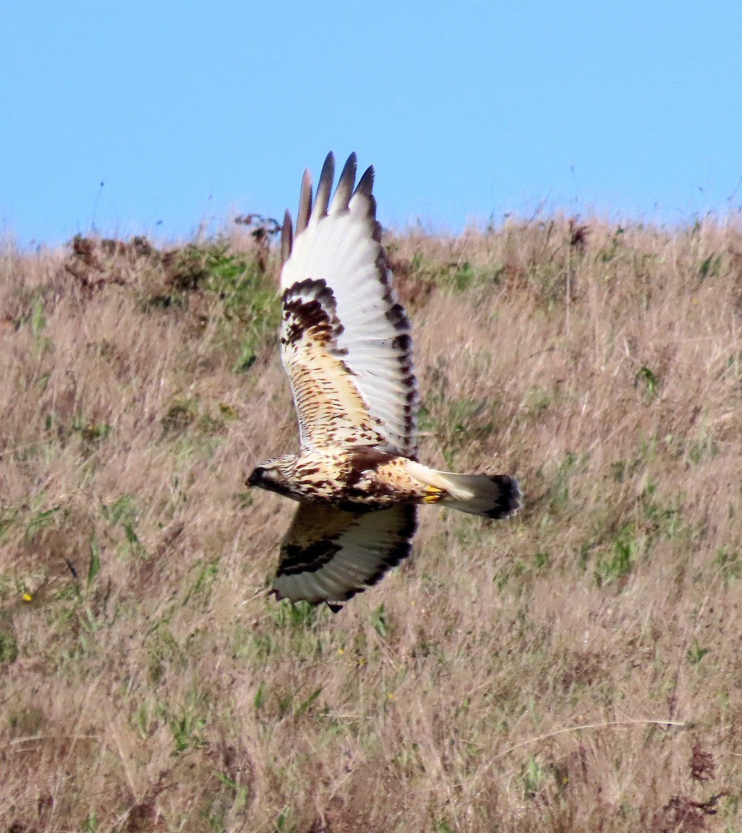 Rough-legged Hawk - ML646163188