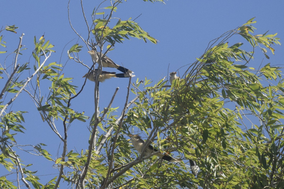 Guira Cuckoo - ML646163189