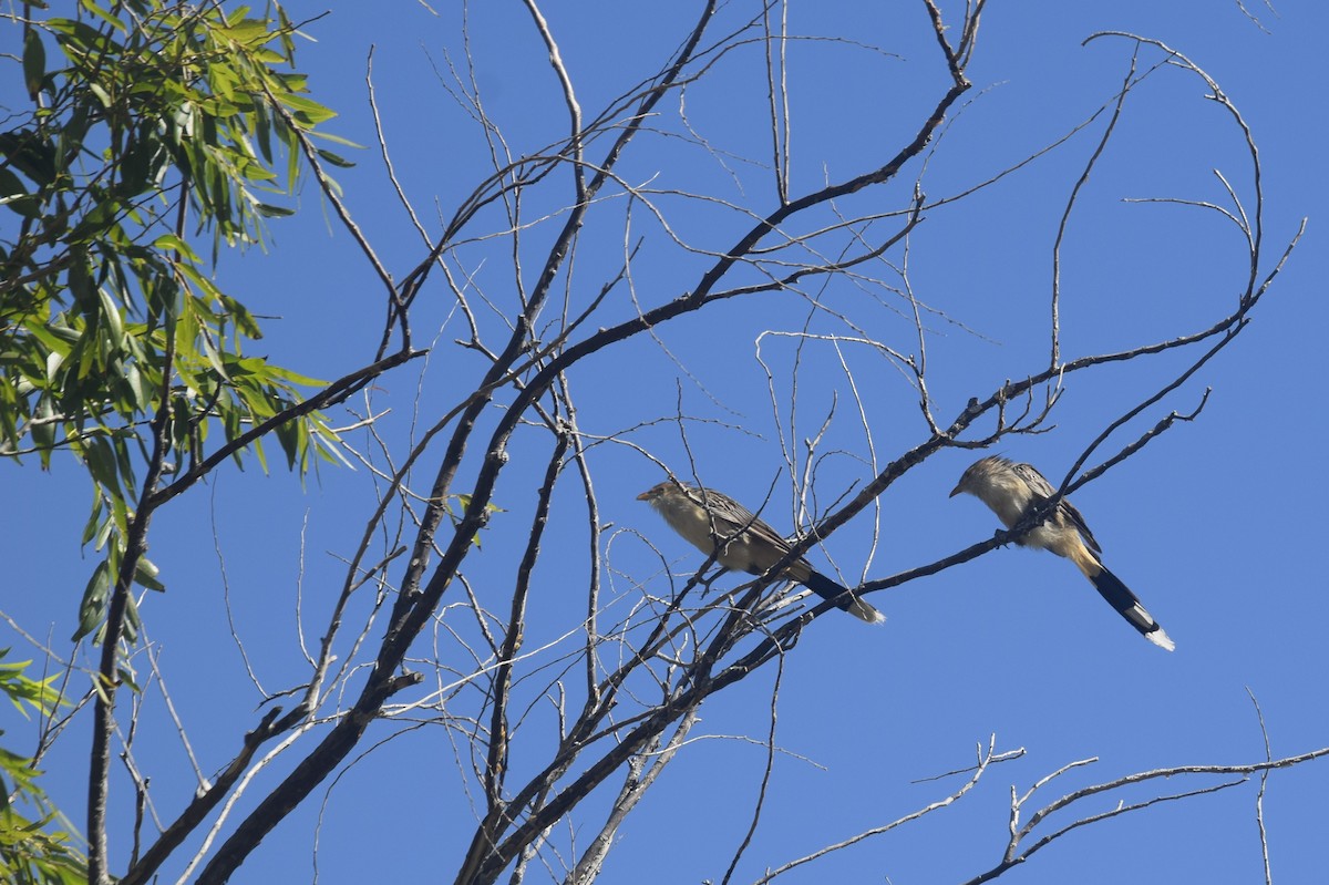 Guira Cuckoo - ML646163190