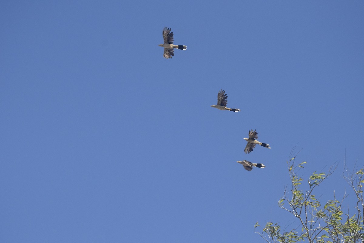 Guira Cuckoo - ML646163191