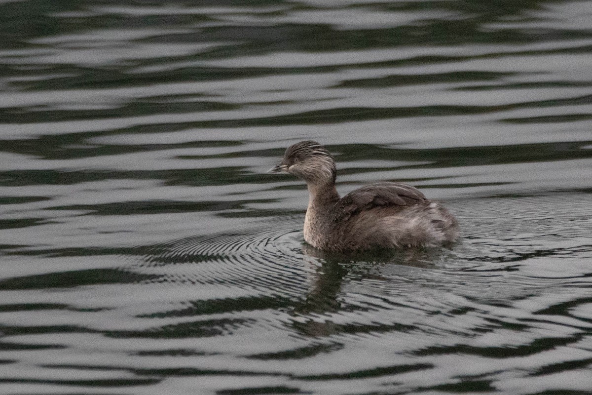 Hoary-headed Grebe - ML646163196