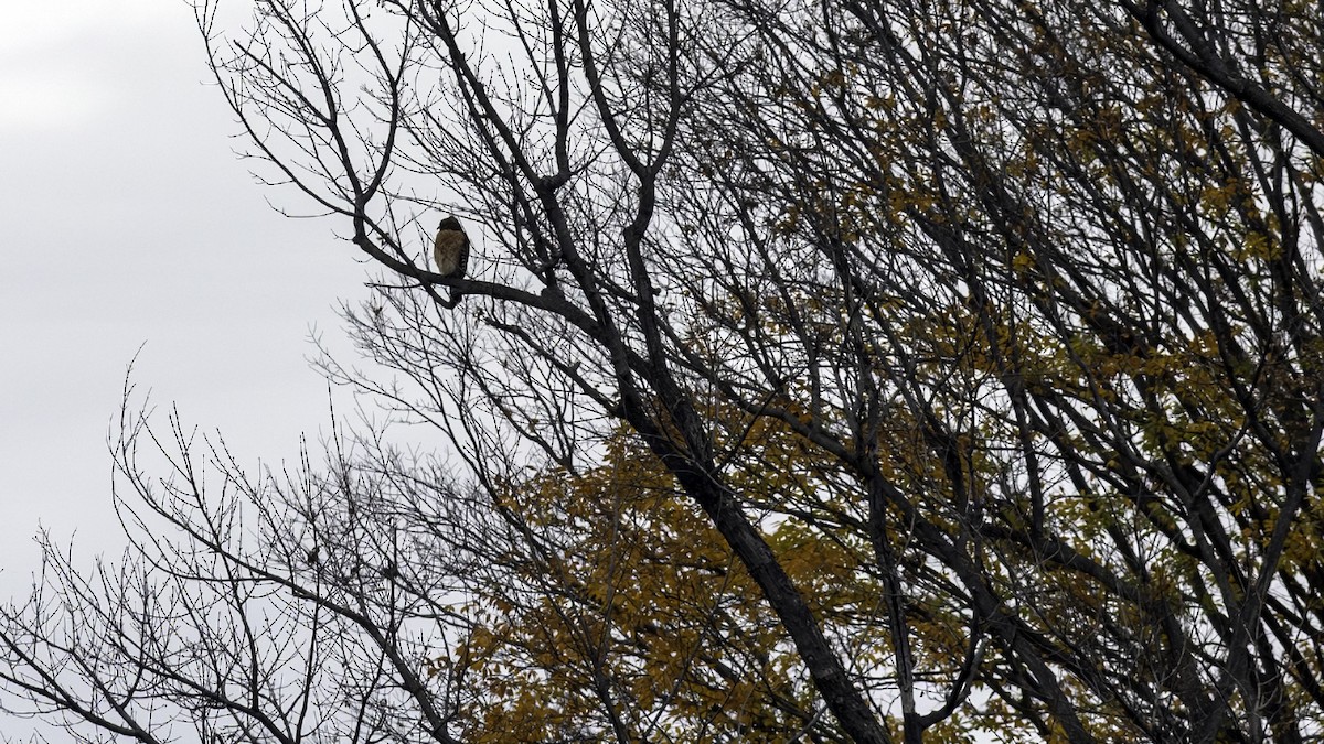 Red-shouldered Hawk - ML646163198
