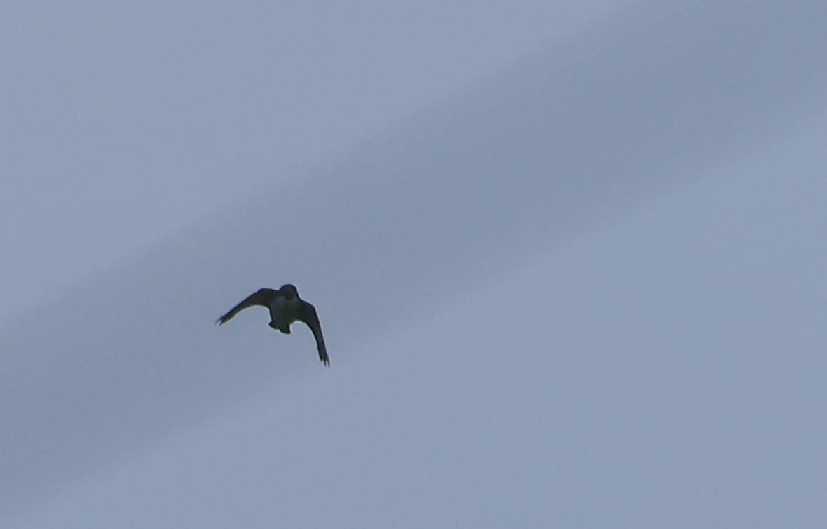 Eastern Kingbird - ML646163204