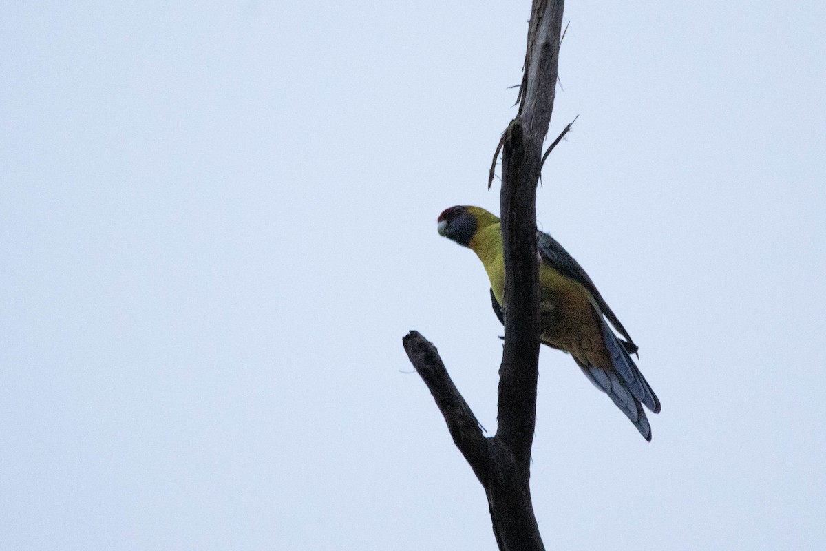 Green Rosella - ML646163209