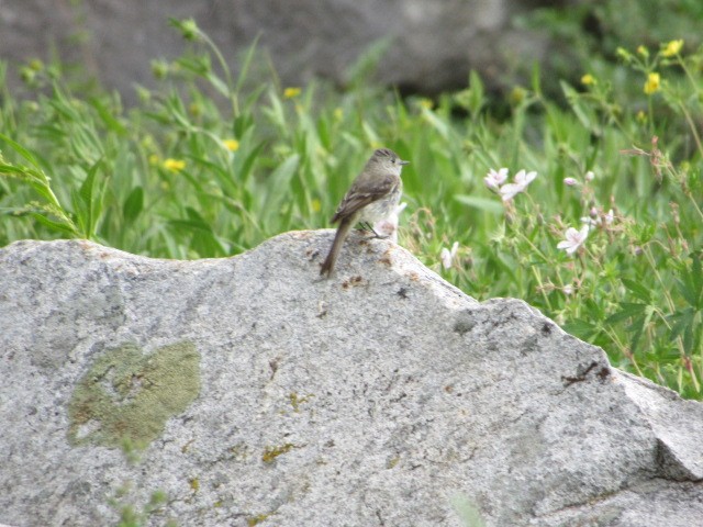 Gray Flycatcher - ML64616321