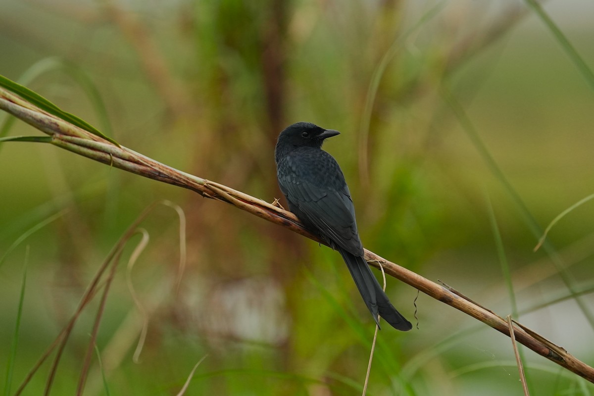 drongo černý - ML646163210