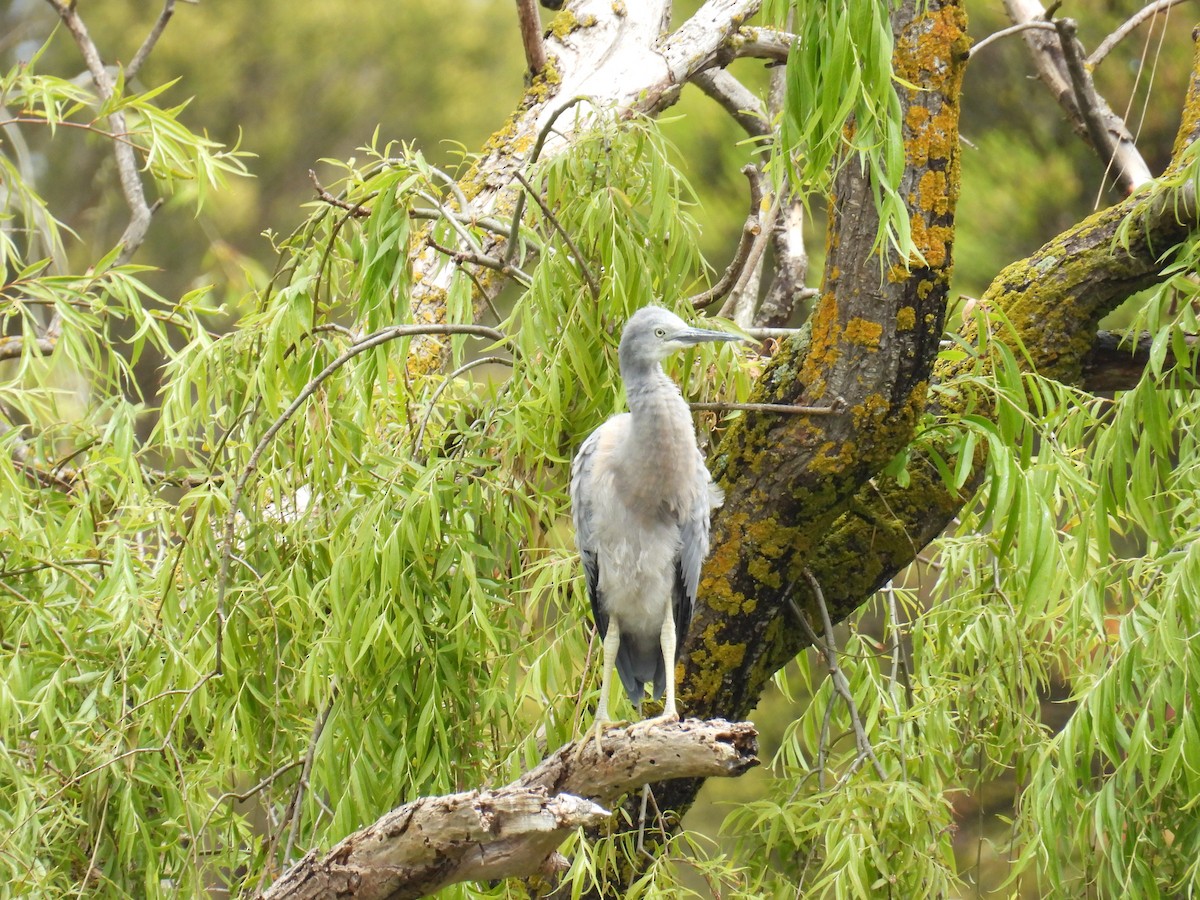 volavka bělolící - ML646163211