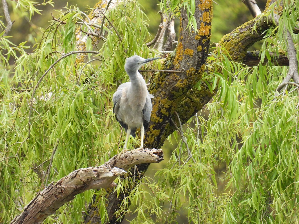 volavka bělolící - ML646163212