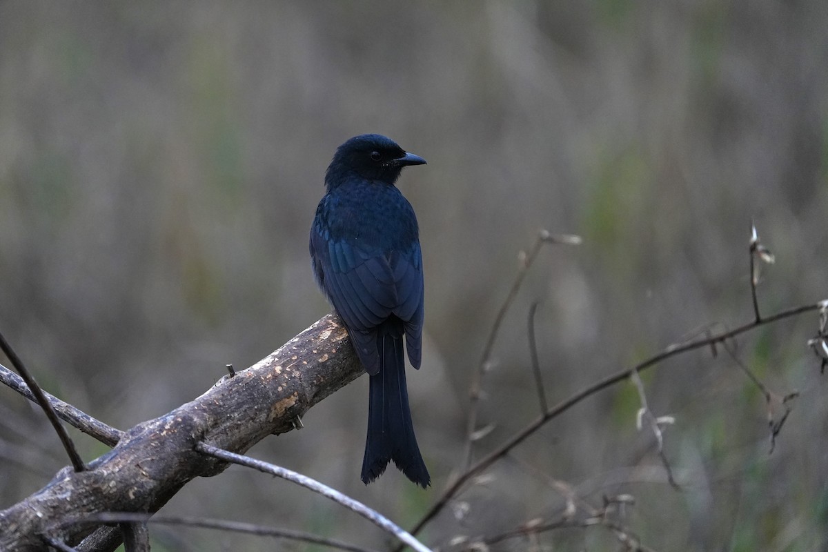 drongo černý - ML646163216