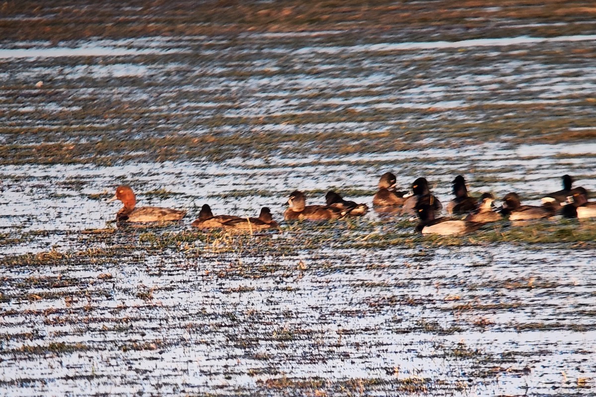 Redhead - ML646163220