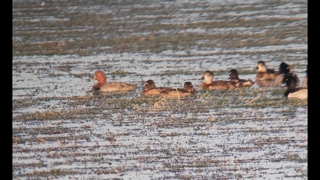 Попелюх американський - ML646163222