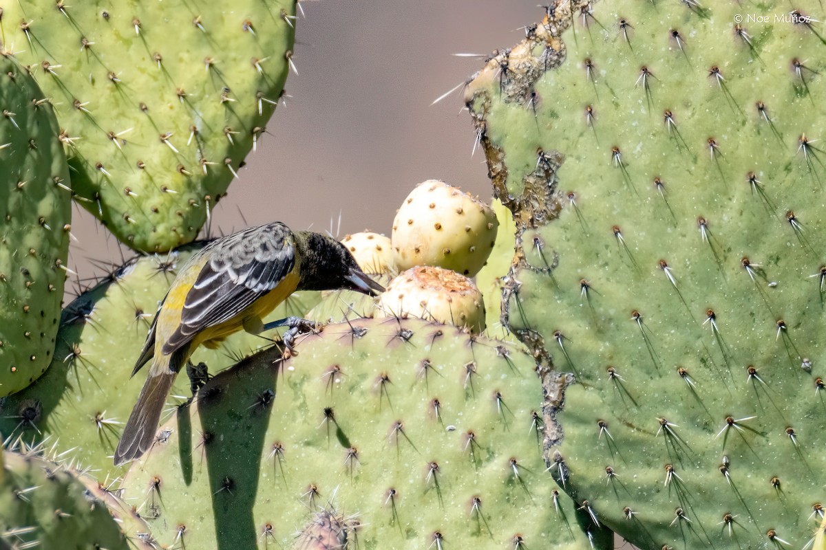 Scott's Oriole - ML646163226