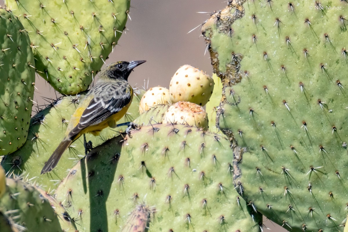 Scott's Oriole - ML646163228