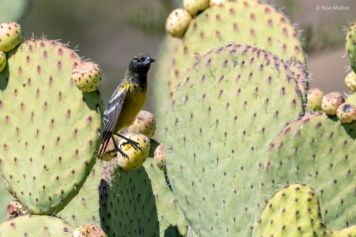 Scott's Oriole - ML646163229