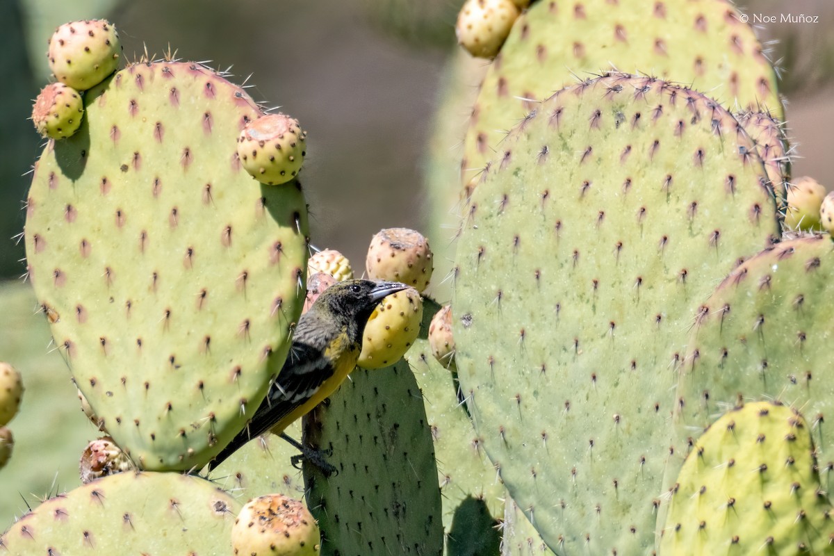 Scott's Oriole - ML646163230