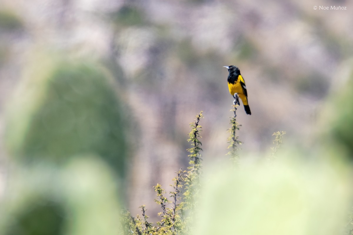 Scott's Oriole - ML646163231