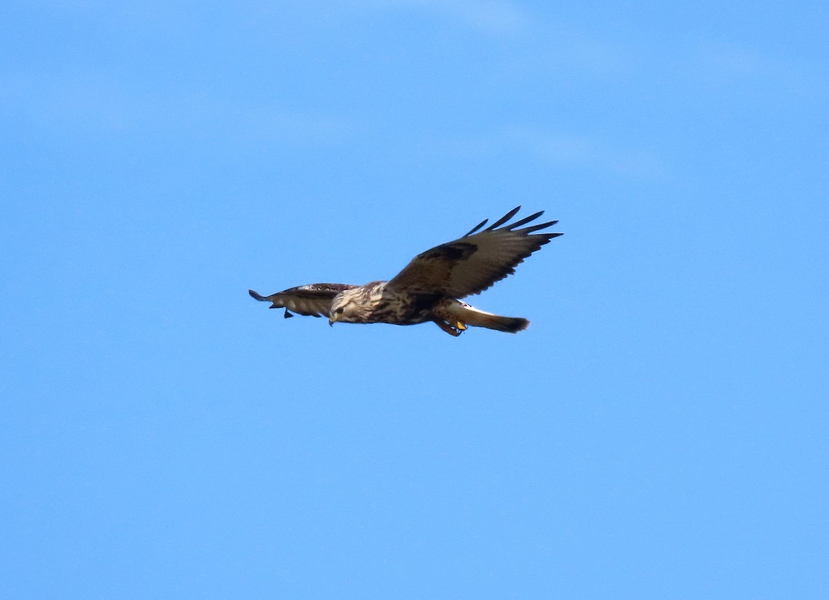 Rough-legged Hawk - ML646163232