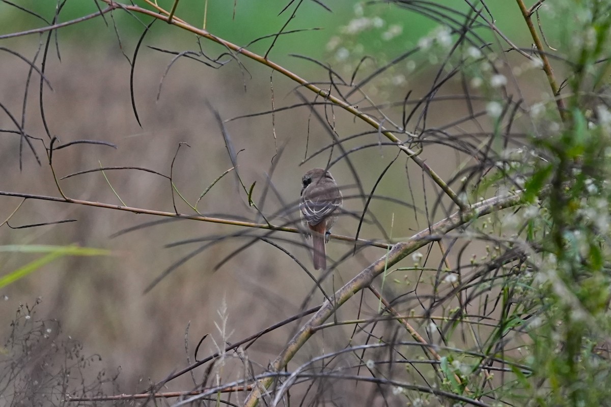 Brown Shrike - ML646163234