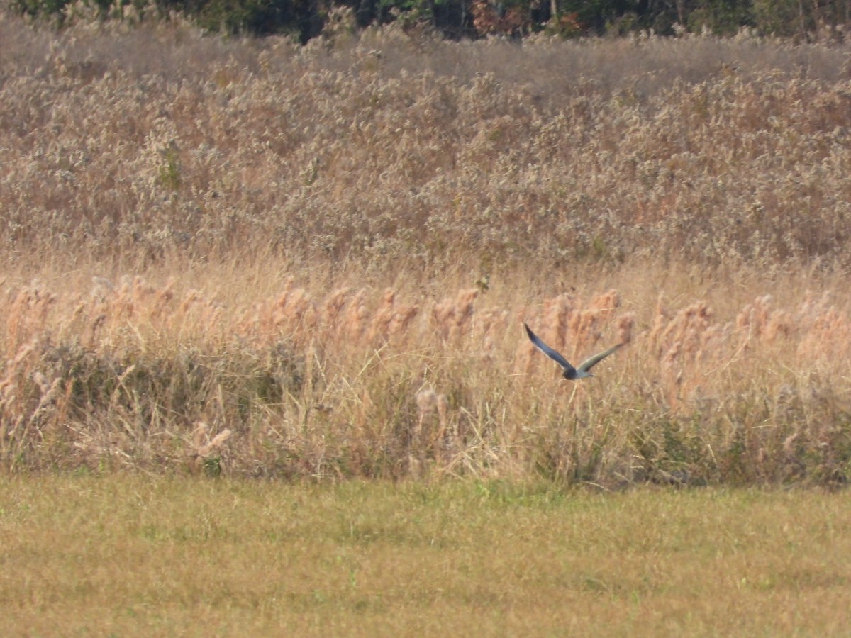 Northern Harrier - ML646163239