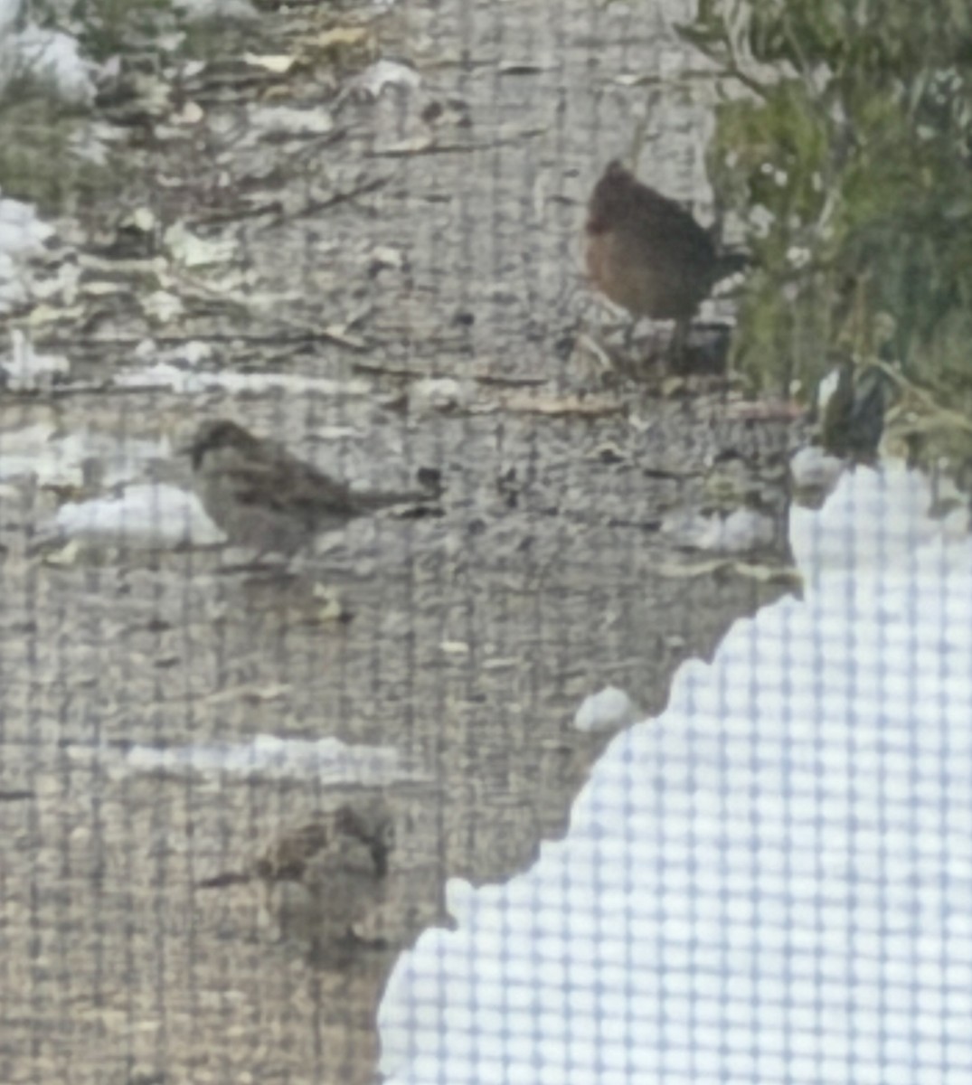 rødkardinal - ML646163240