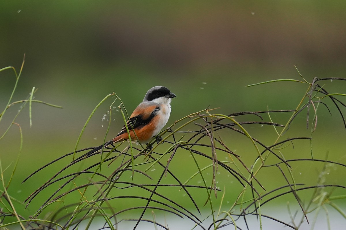 Long-tailed Shrike - ML646163241