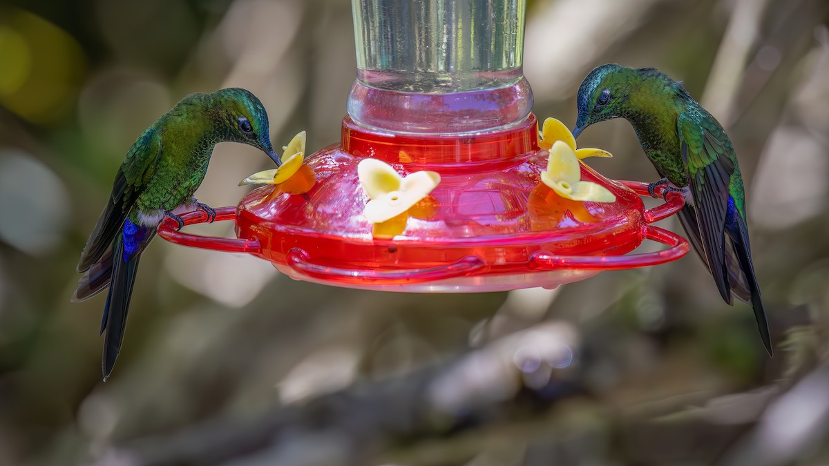 Sapphire-vented Puffleg - ML646163245