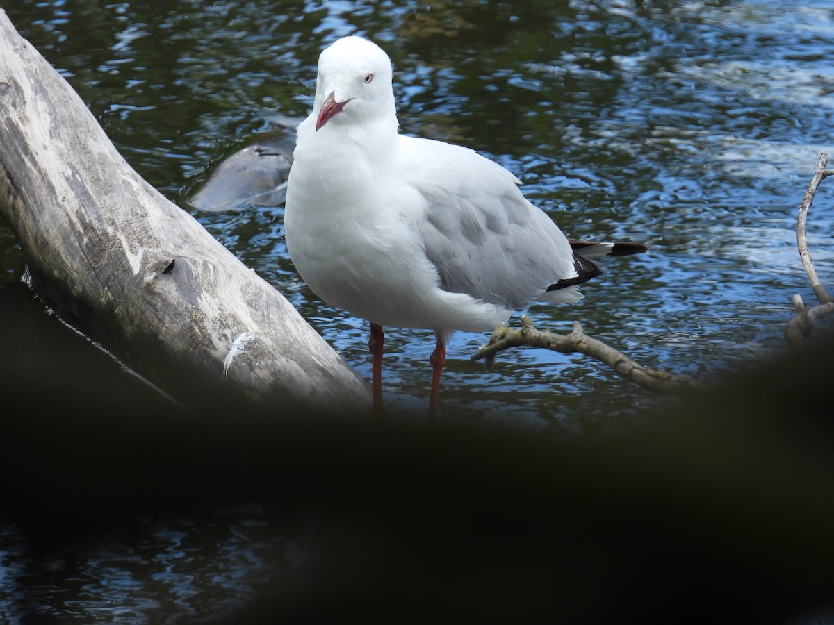 紐澳紅嘴鷗 - ML646163246