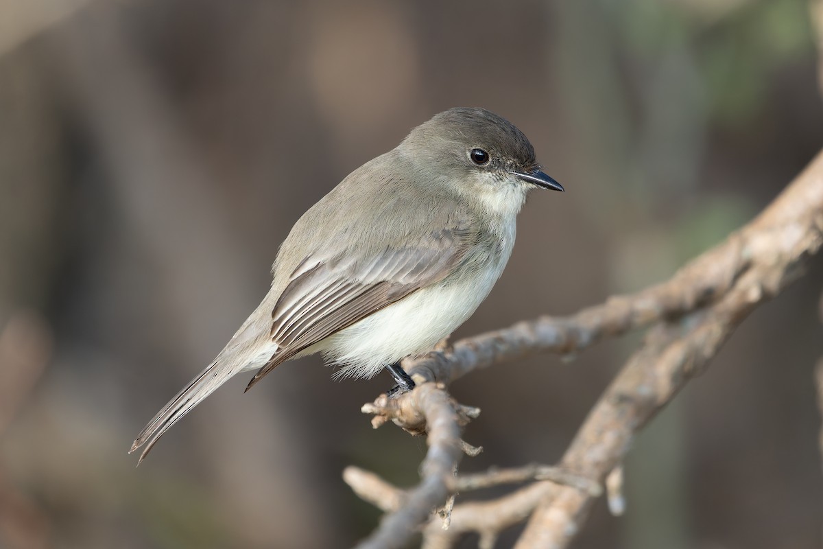 Eastern Phoebe - ML646163249