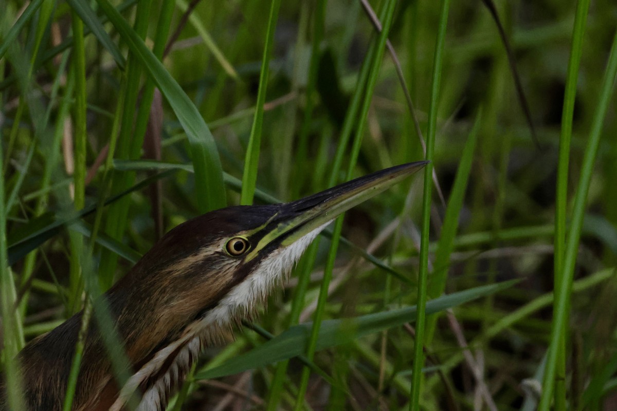 American Bittern - ML646163250