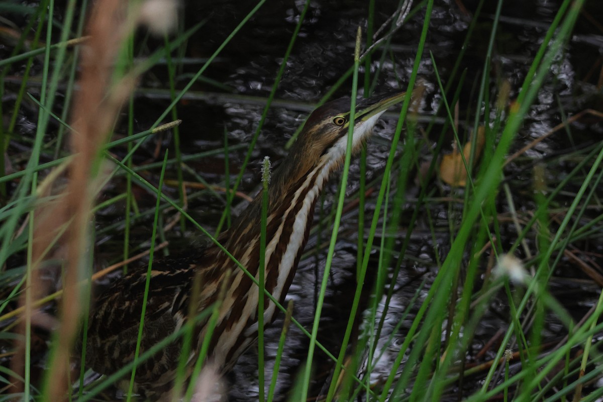 American Bittern - ML646163251