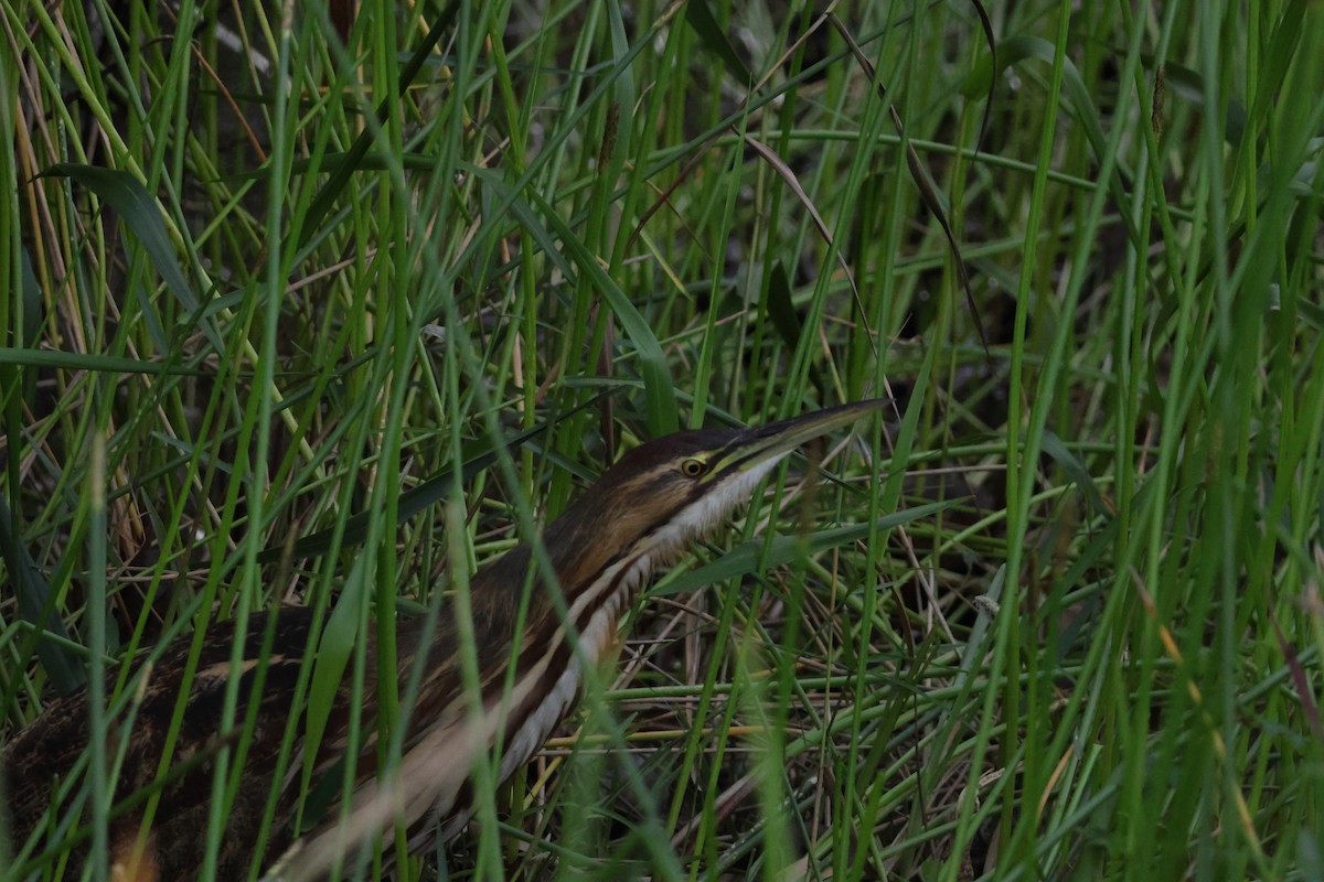 American Bittern - ML646163252