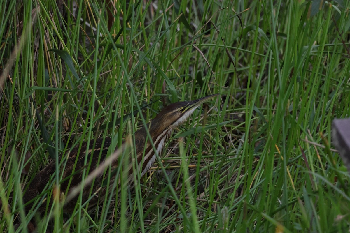 American Bittern - ML646163253