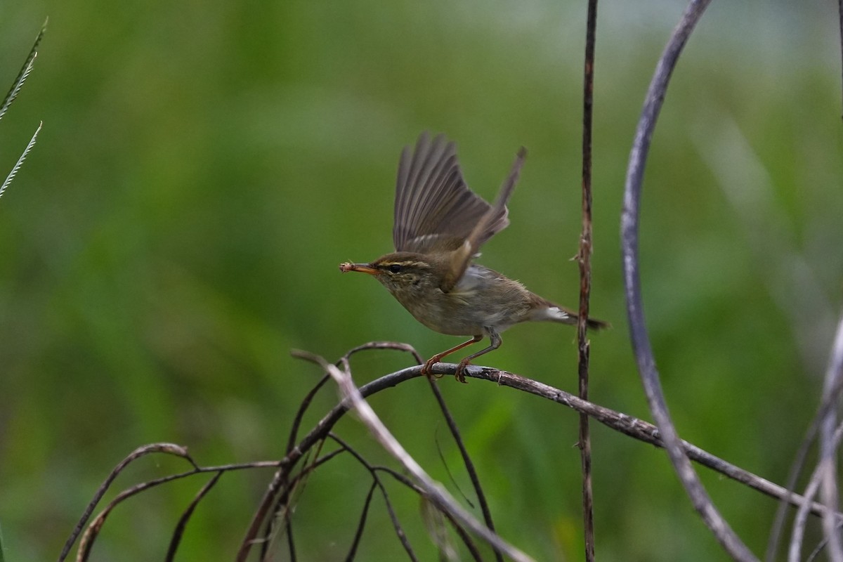 極北柳鶯 - ML646163255
