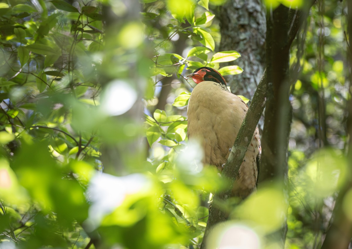 Cabot's Tragopan - ML646163256