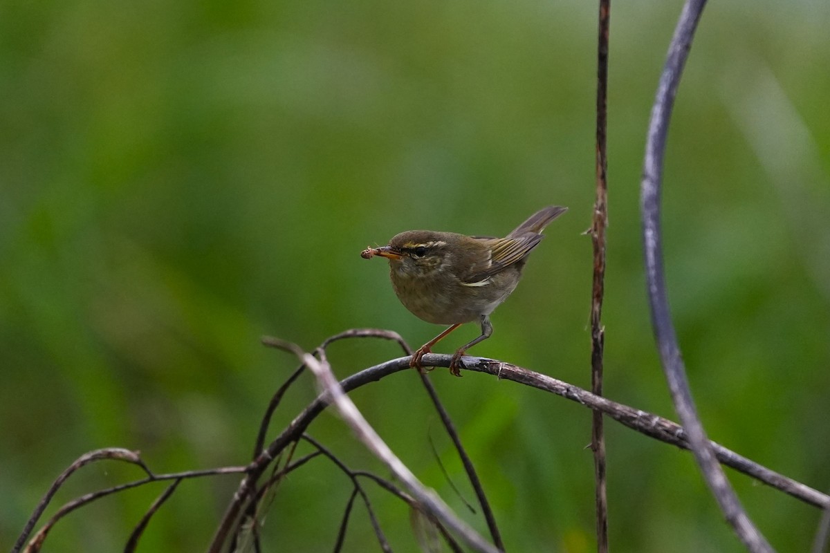 極北柳鶯 - ML646163257