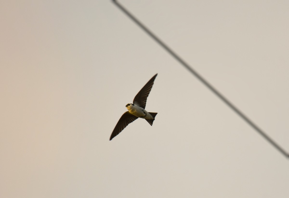 Violet-green Swallow - ML646163258