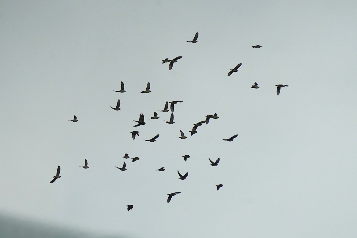 亞洲輝椋鳥 - ML646163259