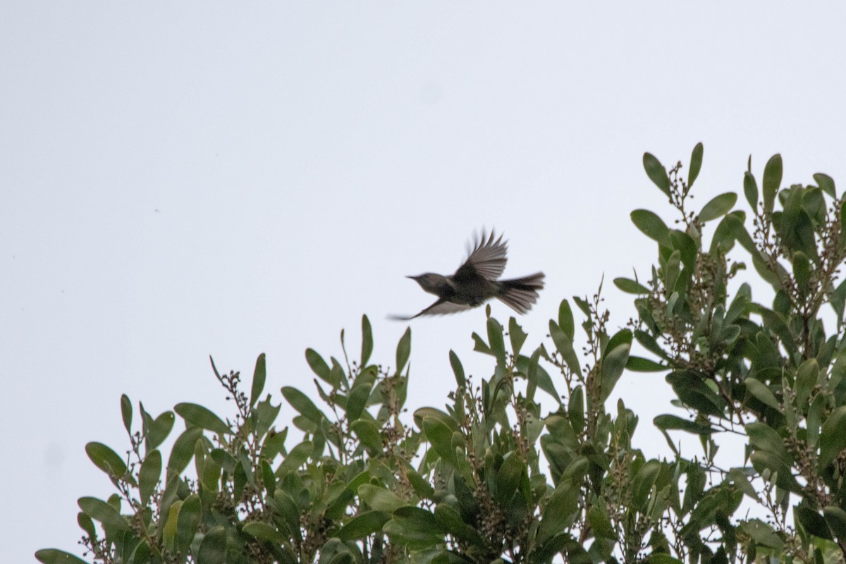 Crescent Honeyeater - ML646163260